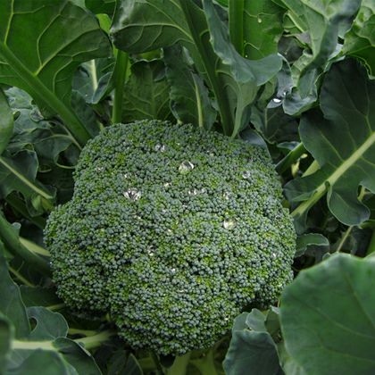 ブロッコリー 野菜苗 24本セット 【予約販売】 野菜苗 秋植付け