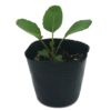 ブロッコリー 野菜苗 24本セット 【予約販売】 野菜苗 秋植付け
