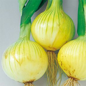 玉ねぎ 種 【 スーパーこがね 】 100ｇ ( 玉ねぎの種 )