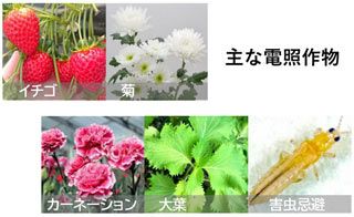 電照用ＬＥＤ電球 NEXLIGHT BALL ネクストライトボール　開花調整・害虫忌避