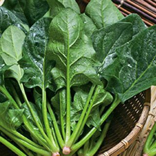 ホウレンソウ 種 【 福兵衛 】 Ｌ3万粒　（エボプライム種子）