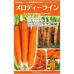 ニンジン 種 【 メロディーライン 】 ペレット1万粒 ( ニンジンの種 )