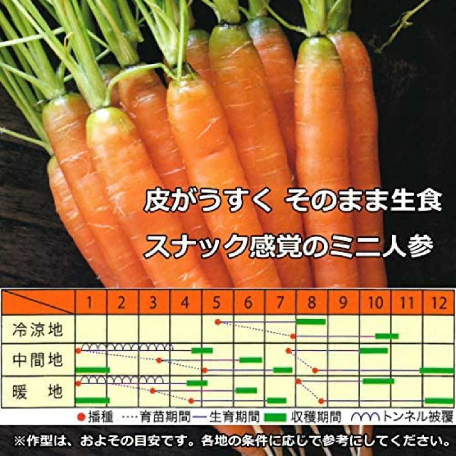 ニンジン 種 【 メロディーライン 】 ペレット1,000粒 ( ニンジンの種 )