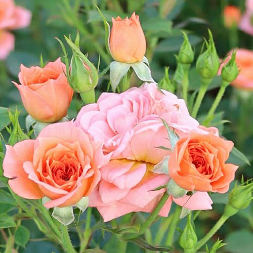 ミニチュアローズ(ミニバラ) | 菜園くらぶ 種と苗と園芸資材の専門店