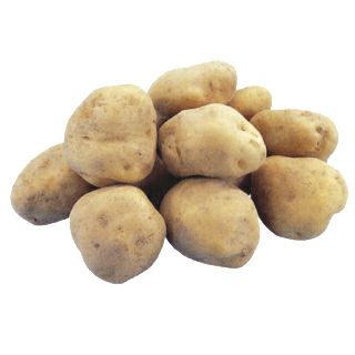 じゃがいも 種芋 【 高級男爵 500g 入り】