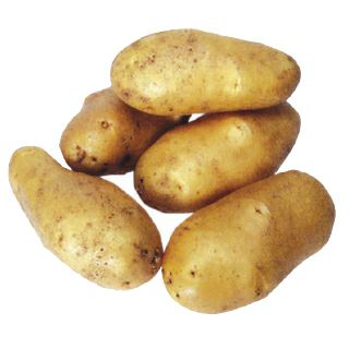 じゃがいも 種芋 【予約】 【 高級メークイン（メークィーン） 500g 入り】