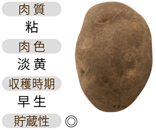 じゃがいも 種芋 【予約】 【 北海黄金(ほっかいこがね)