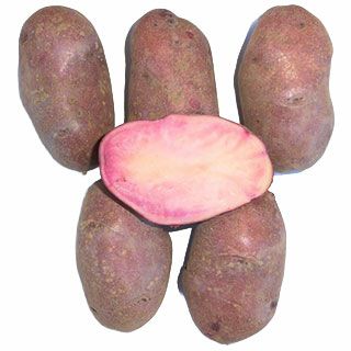 じゃがいも 種芋 【予約】 【 シャイニールビー 500g 入り