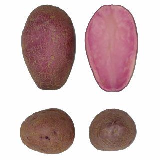 じゃがいも 種芋 【予約】 【 シャイニールビー 500g 入り