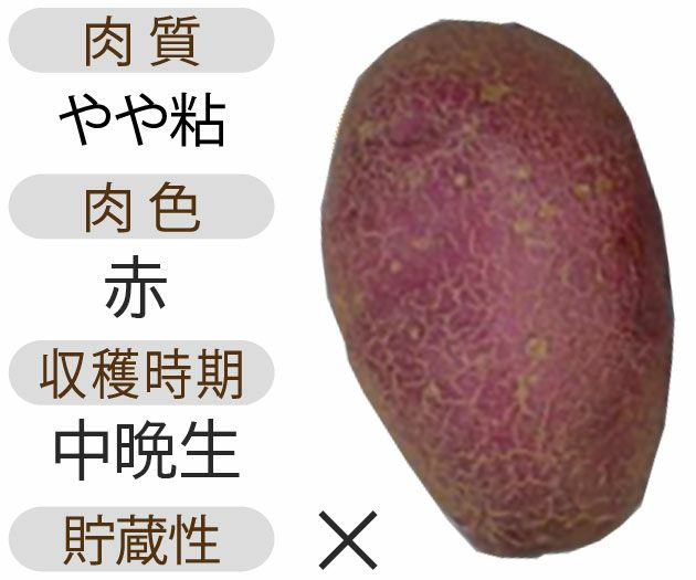 じゃがいも 種芋 【予約】 【 シャイニールビー 500g 入り