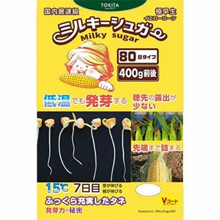 トウモロコシ 種 【 ミルキーシュガー80 】 150粒 ( トウモロコシの種 )