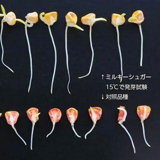 トウモロコシ 種 【 ミルキーシュガー80 】 150粒 ( トウモロコシの種 )