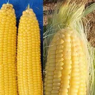 トウモロコシ 種 【 ミルキーシュガー80 】 小袋 