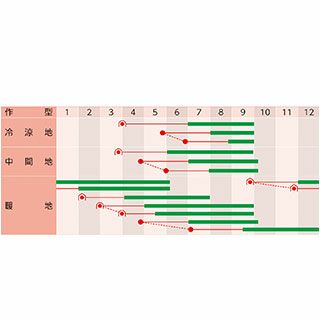 オクラ 種 【 ジュピター 】 1ｄｌ ( オクラの種 )