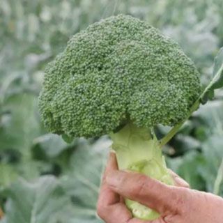 ブロッコリー 種 【 勇麟 （Ｒ0－946） 】 2000粒