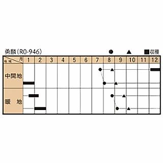 ブロッコリー 種 【 勇麟 （Ｒ0－946） 】 2000粒
