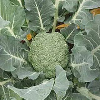 ブロッコリー 種 【 勇麟 （Ｒ0－946） 】 ペレット5千粒