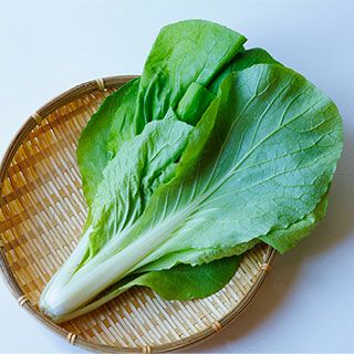 サントウサイ 種 【 灼熱サラダ菜っぱ 】 20ｍｌ　( 山東菜の種 )