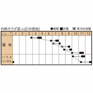 サントウサイ 種 【 灼熱サラダ菜っぱ 】 20ｍｌ　( 山東菜の種 )