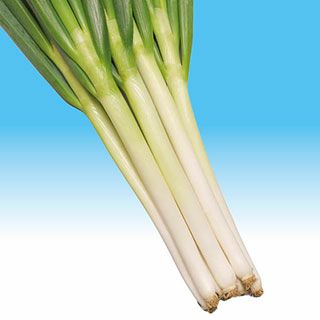 ネギ 種 【 冬月の雫 】 20ｍｌ