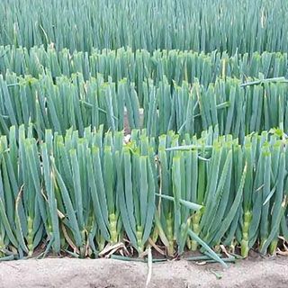 ネギ 種 【 冬月の雫 】 20ｍｌ