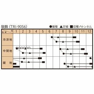 ブロッコリー 種 【 駿麟 （ＴＲＩ－9056） 】 2000粒