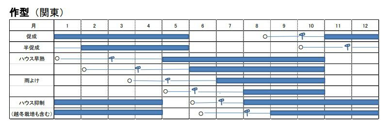 トマト 種 【 べにすずめ 】 100粒 ( 野菜の種 )