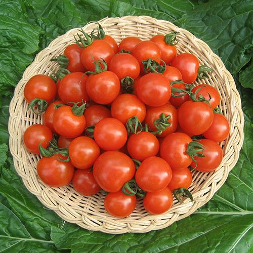 トマト 種 【 べにすずめ 】 500粒 ( 野菜の種 )