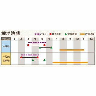  パプリカ 種 【 ベイビーキス　レッド 】 小袋 ピーマン　ミディパプリカ
